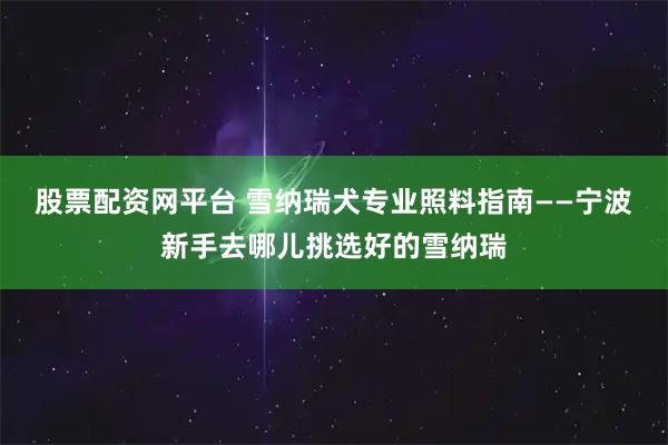 股票配资网平台 雪纳瑞犬专业照料指南——宁波新手去哪儿挑选好的雪纳瑞